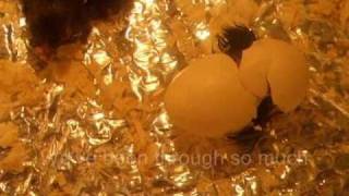 chick hatching - Blackbird lyrics, by Rumer