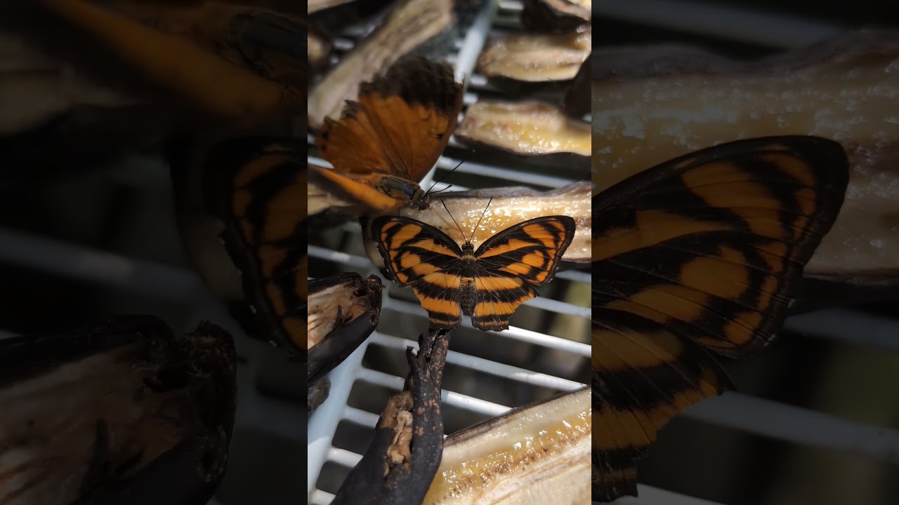 YouTube Short thumbnail