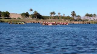 Semifinals - De Lima