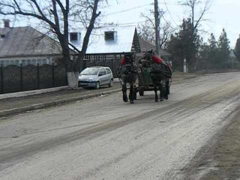 iepe rasa semigreu romanesc , exemplare deosebite , de vanzare nr de tel. 0749308571