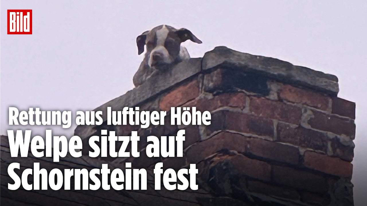 FEUERWEHR RETTET WELPEN: Hund aus Schornstein in Detroit befreit