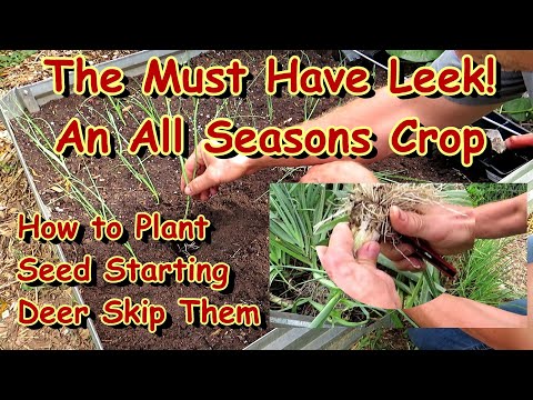 Planting the Versatile Leek - A Must for Vegetable Gardens Spring, Summer & Fall: All the Steps