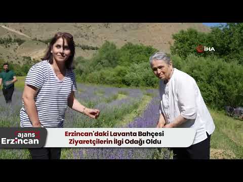 Erzincan'daki Lavanta Bahçesi Ziyaretçilerin İlgi Odağı Oldu
