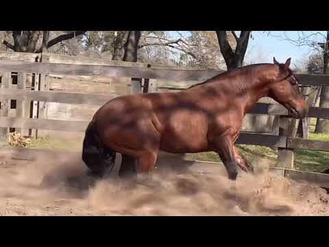 Pn CAMBIASSO Y FEITIÇO CAVALERA 2021