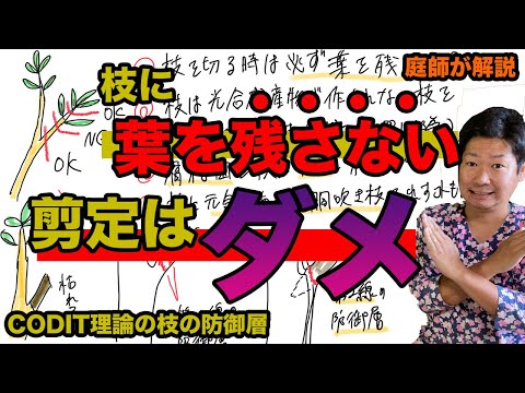 オリーブの木を剪定するときに避けるべき間違いは何ですか?期間は何ですか?またそれは何に依存しますか?  庭園