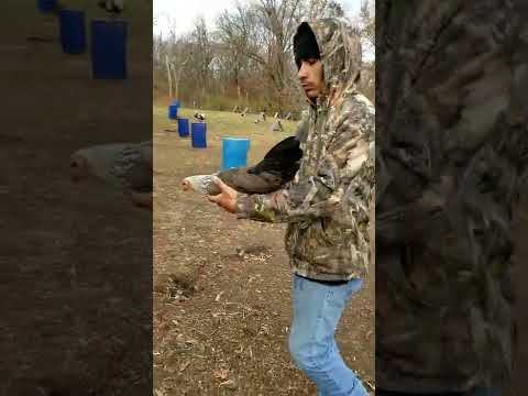 Trio compuesto de Pollo Clement Grey, polla Clement Grey y Cowan Round Head Available 816-721-9906