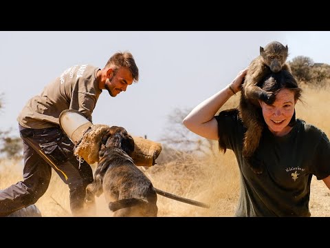 Volunteer at the Namibia Wildlife Sanctuary | The Great Projects