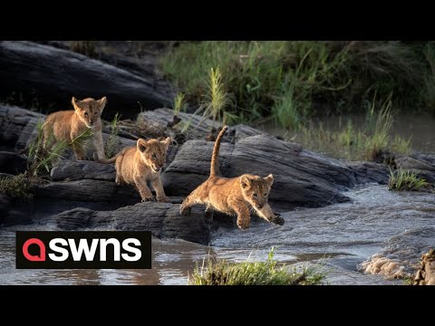 Little Lion Cubs Attempt to Cross a River