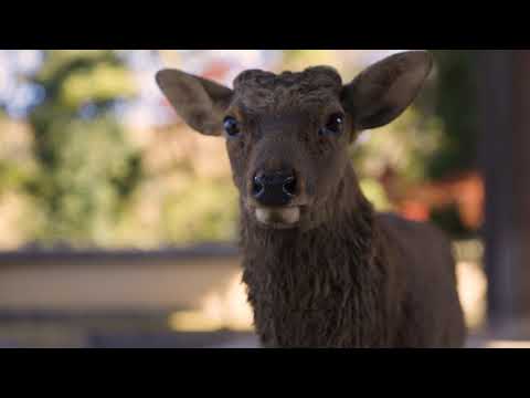 The Ancient Capital of Japan（奈良市観光PR動画）／４K Ultra HD【NARA CITY OFFICIAL】