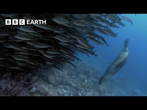 Sea Lions Are Masters of Fishing | South Pacific | BBC Earth