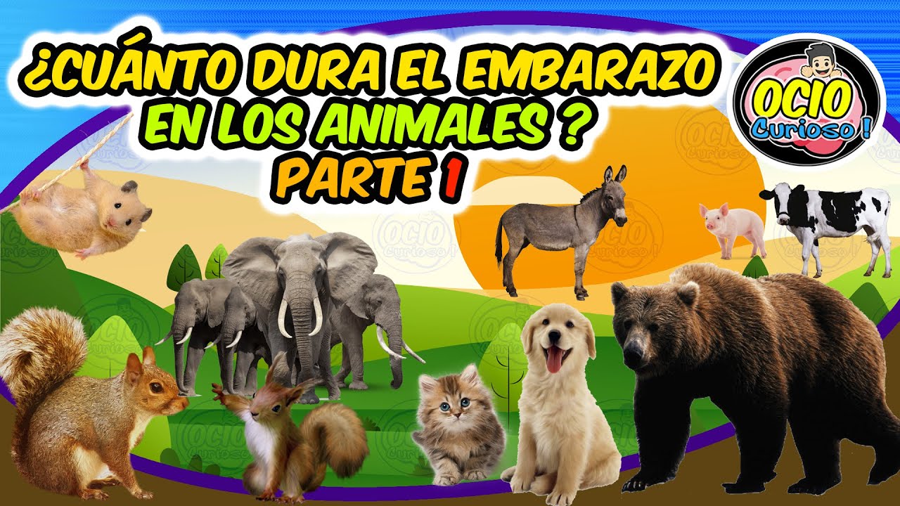 EMBARAZOS EN LA NATURALEZA - CUANTO DURA EL EMBARAZO DE LOS ANIMALES - OCIO CURIOSO