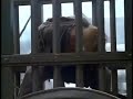 The Hunchback 1997 Quasimodo S Flogging