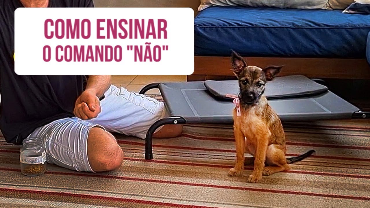 Como ensinar o comando “NÃO" pro pet