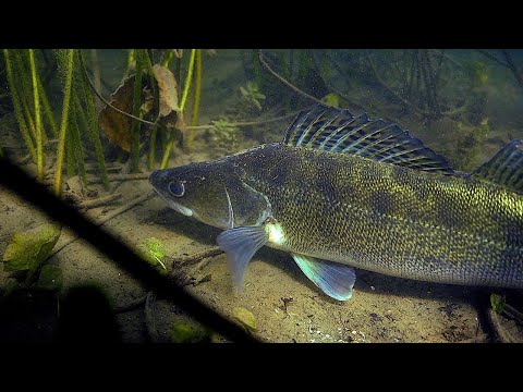 FISHMINE Staffel 4 – Ossiachersee | Trailer 4K
