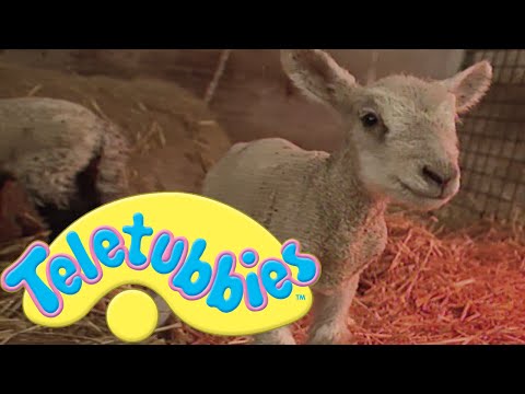 Teletubbies: Lambs - Full Episode
