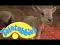 Teletubbies Lambs Full Episode