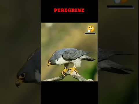 HAWK VS FALCON #redtailedhawks #peregrinefalcon  #wildlife #birdsofprey #wildbirds #shorts #eagle