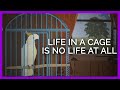 What Life In A Cage Is Like An Animated Story Of A Bird