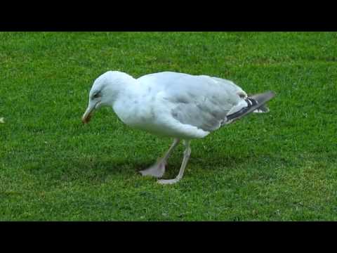funny Ireland Dancing Birdie