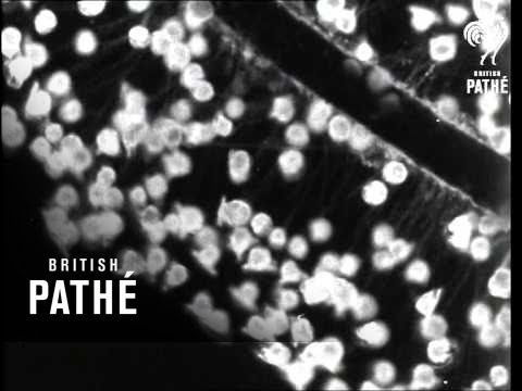 The World in a Wine-Glass