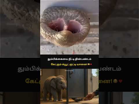 சேட்டையை பாத்தீங்கனா 😂❤️😍