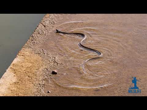 Gjarperi i ujit (Natrix natrix)