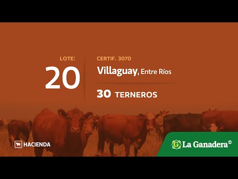 Lote Terneros en Villaguay
