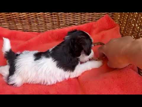 Miniature Schnauzer puppy for sale