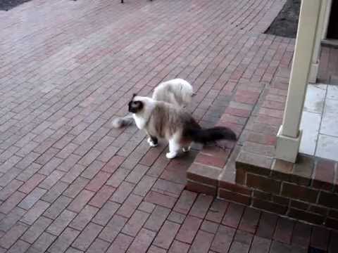 Ragdoll Cats Come Like Dogs - ラグドール - Floppycats