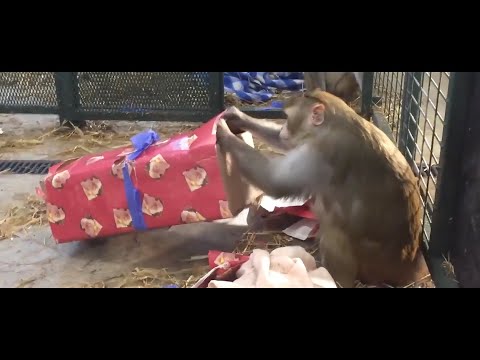 Primates Inc.