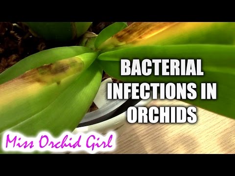 Orchid Disease - Bacterial Brown Rot, spotting, treating and preventing Video