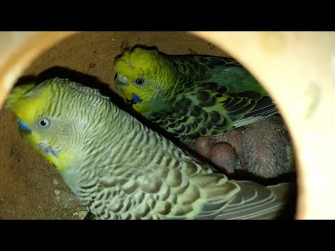 Budgies Parrots Cage ki Progress