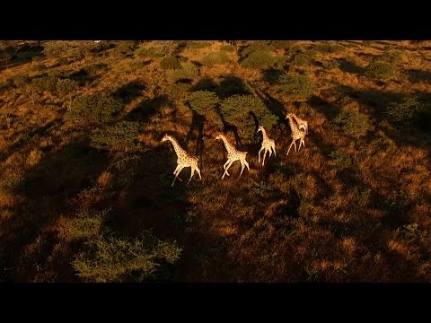 FASZINATION AFRIKA - Warum sie irgendwann jeden packt - JAGD TOTAL