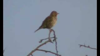 Song thrush trills and mimicry (turdus philomelos)