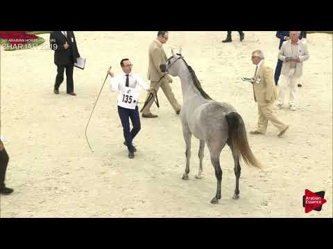 N.135 SUNDOS ALBIDAYER - Sharjah International 2019 - Mares 4 to 6 years old (Class 4A)