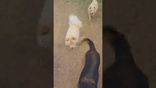 Video preview image #1 Chow Chow Puppy For Sale in San Antonio, TX, USA