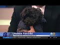 Furry Friend Finder Blue Robbie Fairchild