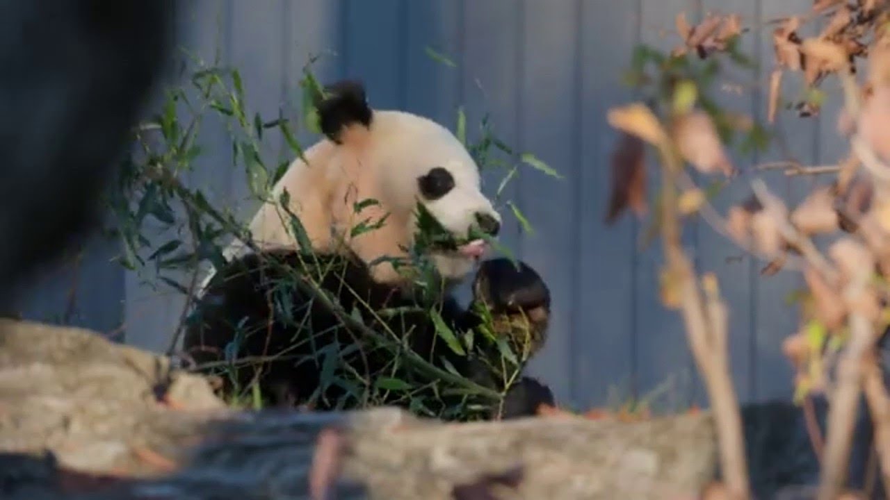 New Giant Pandas At The National Zoo
