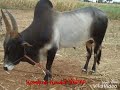 Komban Kaalai Vishnu