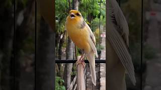 Download lagu MASTERAN KENARI | F1YS GACOR | SRNT CANARY #birds #birdsinging #kenari mp3