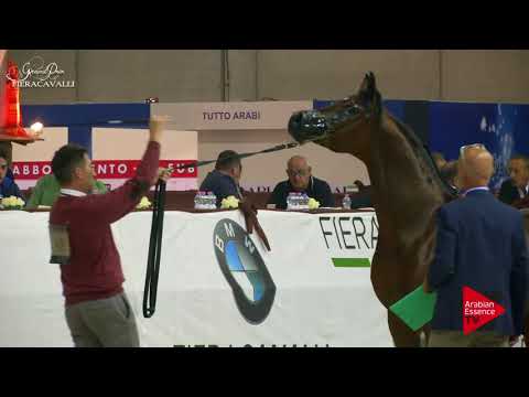 N.43 JAMAAL DI MAR - Gran Prix Fieracavalli 2017 - 4 Years Old and Older Stallions (Class H)