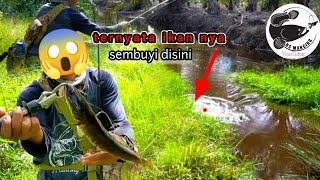 Download lagu MENEMUKAN SARANG IKAN GABUS‼️ CASTING IKAN GABUS,STRIKE BERTUBI TUBI mp3