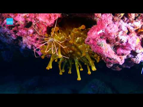 Clip Natura: La anémona gigante