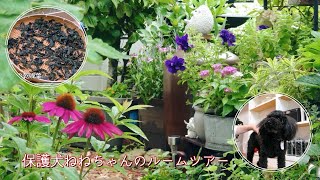 【シニアの暮らし】小さな庭の恵み／保護犬ねねちゃんのルームツアー
