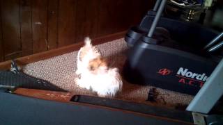 preview picture of video 'Maltese races Shih Tzu'