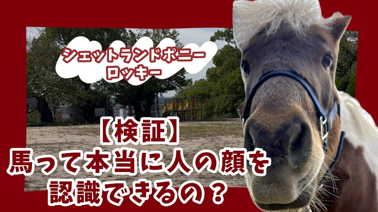 【五月山動物園公式チャンネル】　【検証】馬って本当に人の顔を認識できるの？