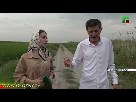 Минсельхоз Чеченской Республики приступил к реализации программы по развитию рисоводства