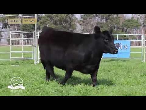 HUACA CURU   VAQUILLONAS PP   LOTE 3