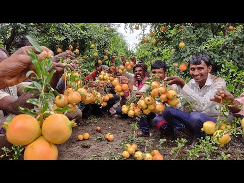 Awesome Agriculture Technology: Pomegranate cultivation - pomegranate & Harvest(organic pomegranate)