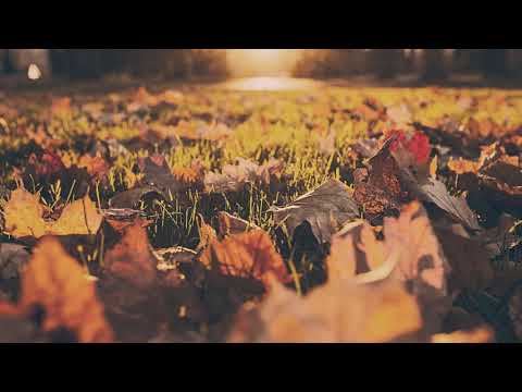 Javii Wind - Autumn Leaf